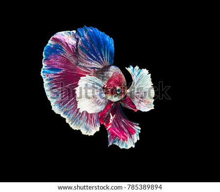 Siamese fighting fish Big Ear white, blue, red and green with beautiful and unique local Thai.Isolated on a black background.