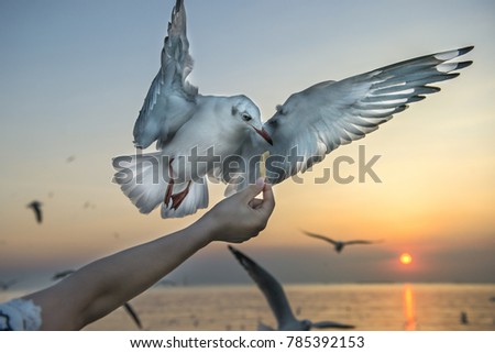Feeding the seagull by hand on sunset background. Focus at seagull.