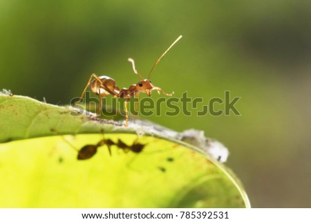 red ant walk on green leaf