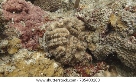 Coral found at coral reef area at Tioman island, Malaysia