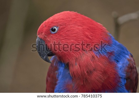 this is  a close up of an eclectus parrot