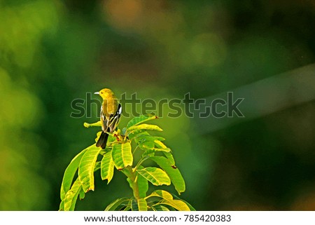 Common Lora on branch, Thailand