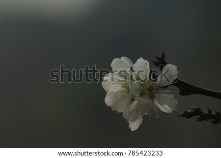The beautiful of White cherry blossoms, Prunus cerasoides in Thailand. The bright White flowers of Sakura on the high mountains of Chiang Mai. Spring background and beautiful natural scenery.