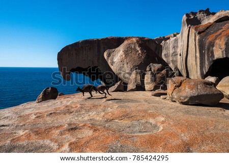 Kangaroos at the Remarkable Rocks at Kangaroo Island, Australia