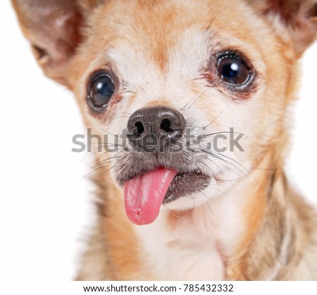 goofy chihuahua with his tongue hanging out  studio shot on an isolated white background