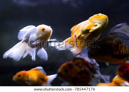 Selected focus white gold fish swimming in the aquarium
