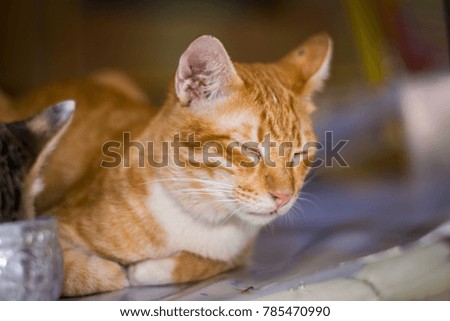 Lazy Orange Cat Relax Day