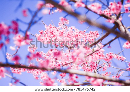 The beautiful of pink cherry blossoms, Prunus cerasoides in Thailand. The bright pink flowers of Sakura on the high mountains of Chiang Mai. Spring background and beautiful natural scenery.