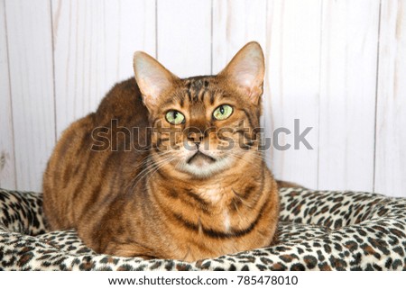 Bengal cat laying on a cheetah print blanket with light wood panel wall background. Green eyes looking up to viewers left.