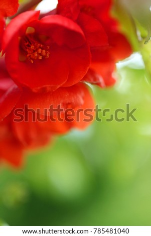 Red flowers japonica on a bright green blurred background. Chaenoméles japónica. flowering spring floral background