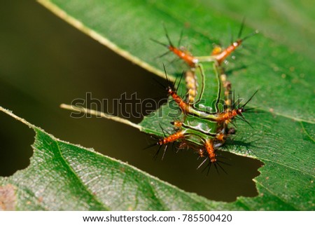 Image of Stinging Nettle Slug Caterpillar (Cup Moth, Limacodidae) "Green Marauder" on green leaves. Insect. Worm. Animal.
