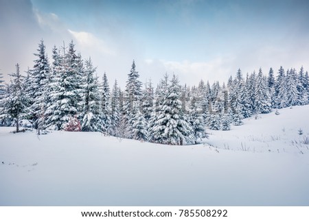 Cold winter morning in mountain foresty with snow covered fir trees. Picturesque outdoor scene, Happy New Year celebration concept. Artistic style post processed photo.