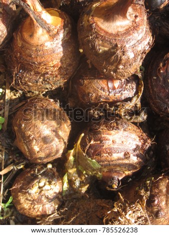 Colocasia esculenta var. esculenta Taro is a head under the ground. Will store food The head is spherical. Small heads or large heads, with thin or rough hairs. ... Suggestion Box