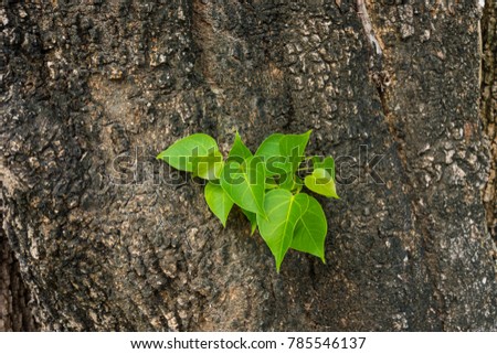 Leaves germinate from the tree