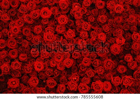 Natural red roses background, flowers wall. Royalty-Free Stock Photo #785555608