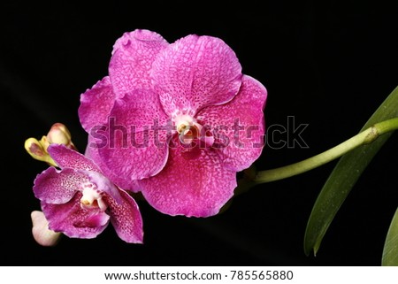 Flower Phalaenopsis Orchid.