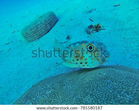 A porcupine fish underwater with a garbage (an old wheel) in background inside the red sea (egypth, dahab 2017).