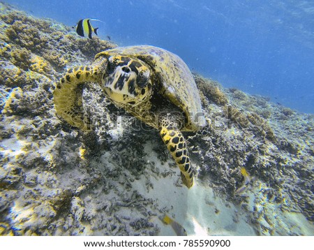 A tortoise is swimming in a coral reef at gilli trawangan (Indonesia, 2017).