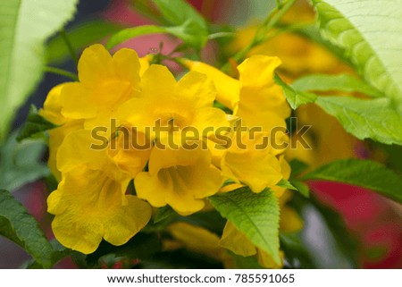 Blooming Yellow Bell, Yellow Elder, Trumpet Vine.
