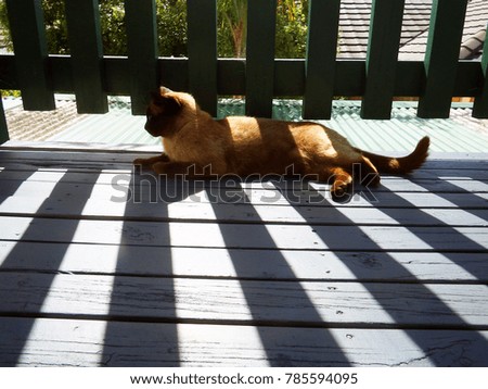 Cat behind bars of shade