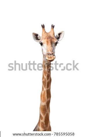Giraffe on white isolated background.