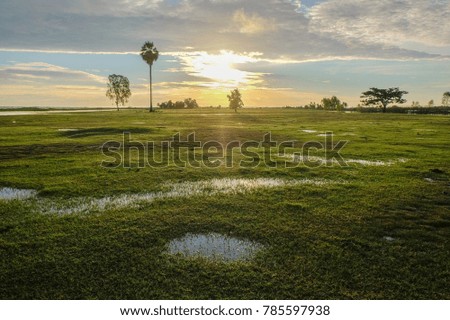 A front selective focus picture of fresh green grass field in the morning after raining heavily