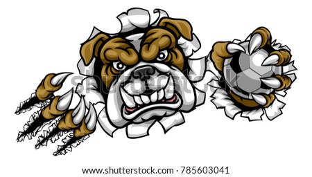 A bulldog angry animal sports mascot holding a soccer football ball and breaking through the background with its claws
