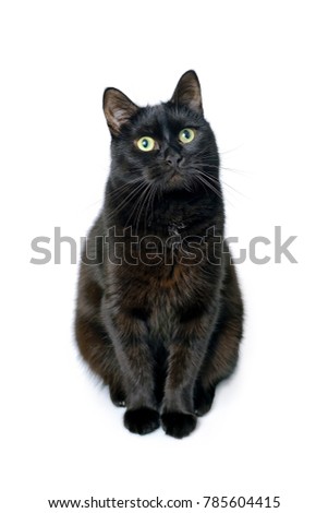 Studio portrait of the young black cat is sitting on a white background looting at camera, is isolated on white