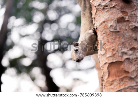 Curious red squirrel peeking behind the tree trunk in the park