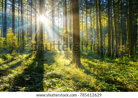 sunrays in the woods Royalty-Free Stock Photo #785612629