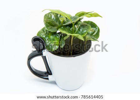 A picture of the coffee tree Growing from the porcelain cup. The plant is fresh green. Symbolizes ecology, raw product.   