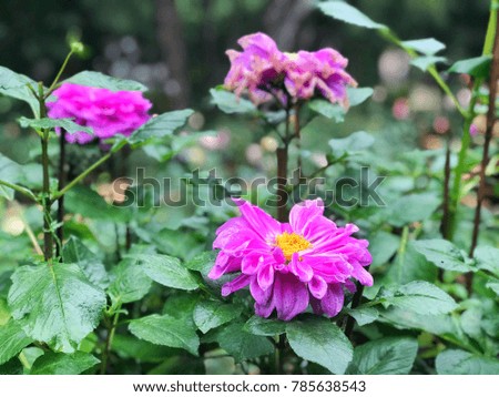 Flowers in the garden on the mountain