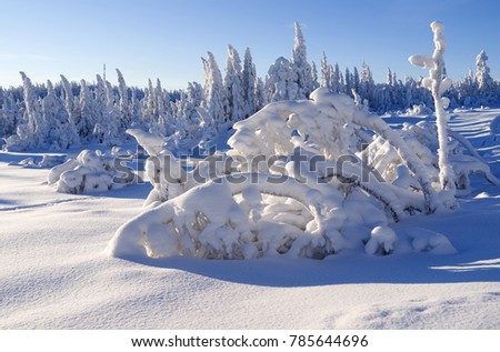 Norefjell / Norway: Bizarre winter landscape at the edge of a cross-country ski trail on a sunny day in January