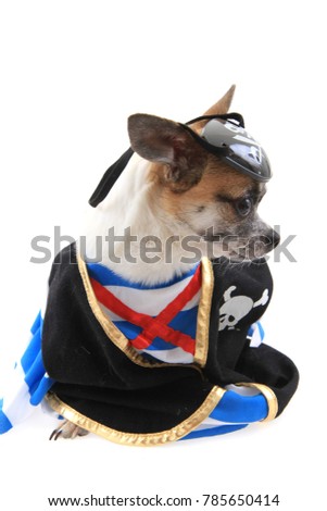 small pirate chihuahua isolated on the white background