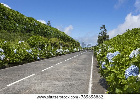 Beautiful Road in Sao Miguel Island - Azores, Portugal