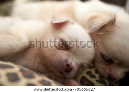 white funny chihuahua puppies are sleeping. Chihuahua is a small dog popular in the home. Have a playful and cheerful habit.