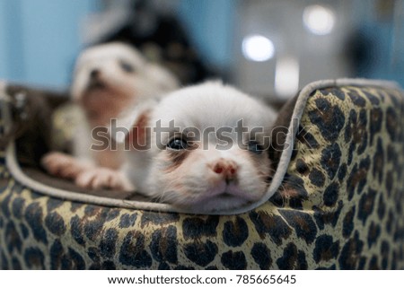 white funny chihuahua is sleeping.