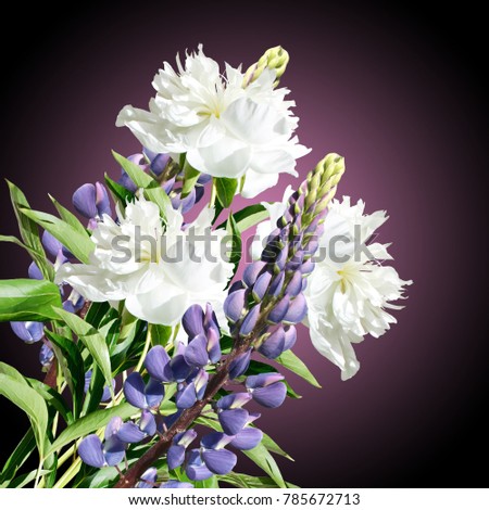 Beautiful floral background of white peonies and blue lupine 