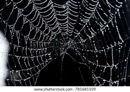 Spider webs close up