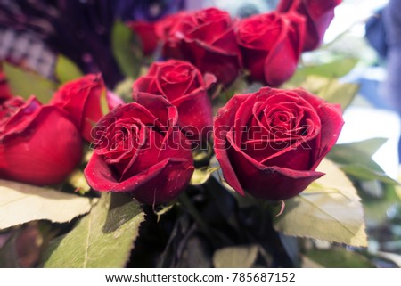 Roses in full bloom and budding. Nature backgrounds