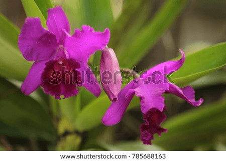 Purple Cattleya orchid, blooming in farm, with natural blurred background, in Thailand