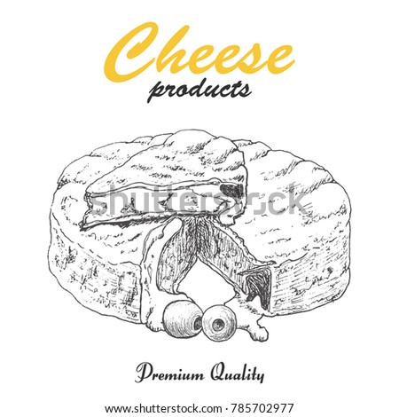 Vector background with cheese. Vector illustration for your design