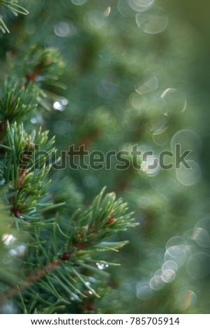 Spruce branch closeup with nice bokeh effect