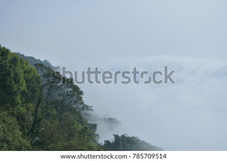 rain forest fog in rainy season