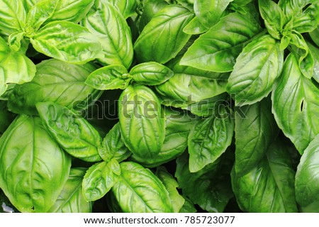 sweet basil leaves as nice natural food background Royalty-Free Stock Photo #785723077