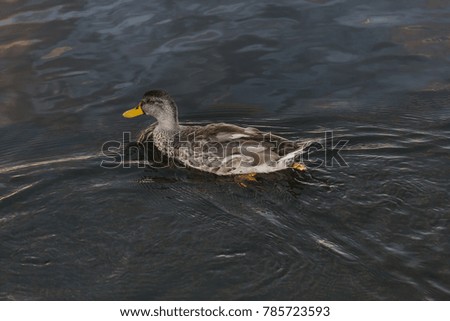 Wild duck swimming in lake.