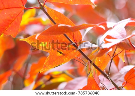 Maple red leaves freshness on tree in nature background