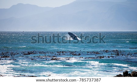 I was very lucky to take this picture of a jumping whale.