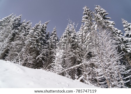 Snowy fir trees on hill. Winter forest picture.