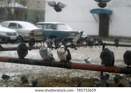 Flock of city pigeons